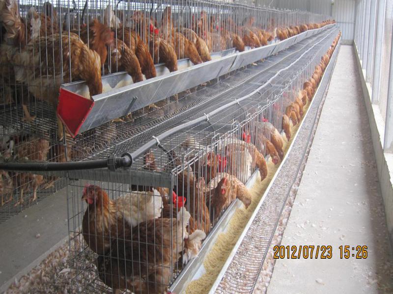 Galpones para pollos - ALQUIMODUL SAC – Construcción modular, módulos  prefabricados y contenedores